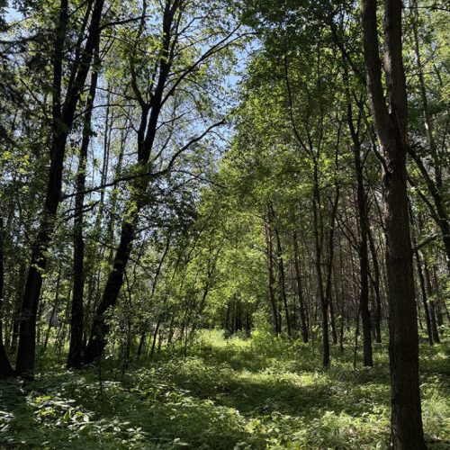 Dlaczego coraz częściej wybieram wolniejsze życie Dlaczego coraz częściej wybieram wolniejsze życie